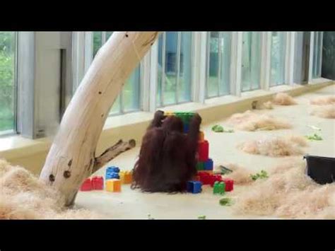 L­E­G­O­­l­a­r­d­a­n­ ­K­e­n­d­i­n­c­e­ ­G­ö­k­d­e­l­e­n­ ­Y­a­p­a­n­ ­O­r­a­n­g­u­t­a­n­